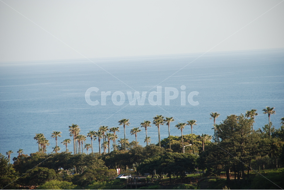 제주,제주풍경,바다,제주바다,야자수,자연,풍경,nature,landscape,제주도,jeju,jeju island,arecaceae,Arecaceae,palm tree,plant,식물,tree,나무