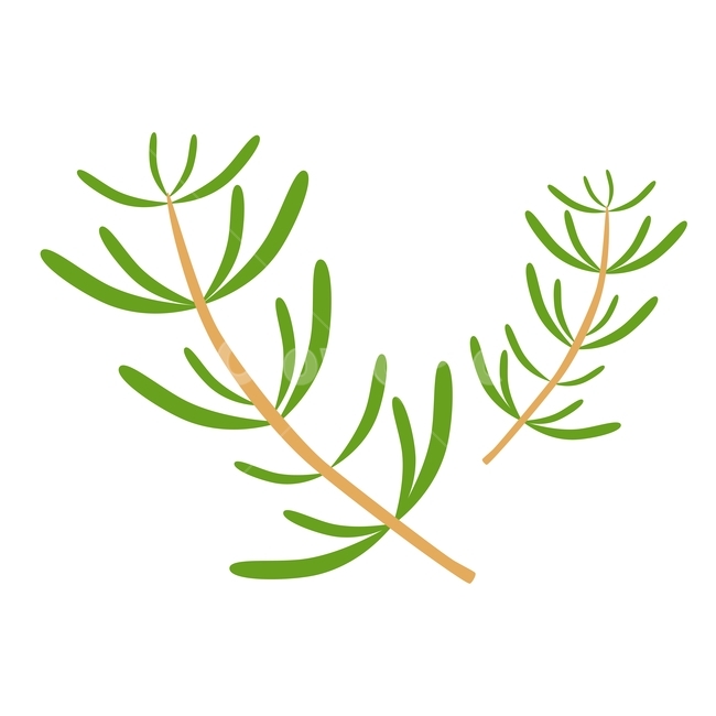 일러스트,로즈마리,로즈마리일러스트,rosemary,식물,화장품성분,그래픽,일러스트레이션,graphic,illustration