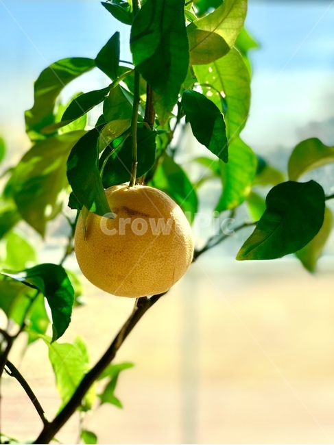 귤,귤나무,황금향,나뭇잎,잎,나무,배경,빛,과일,식물,자연,plants,nature,과일,열매,fruit