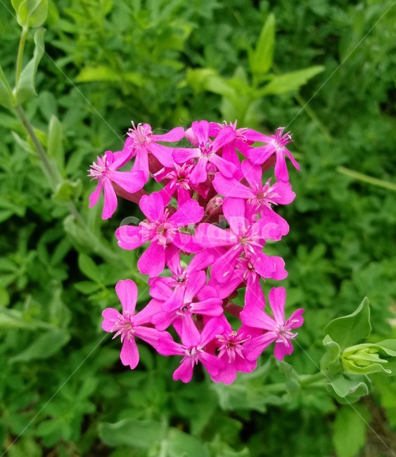 끈끈이대나물,세레네,씨레네,석죽과,쌍자엽식물,이판화,직립형식물,야생,약용,식용,관상용