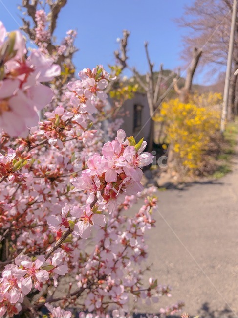 봄,꽃,계절,spring,flower,봄,계절,spring,season,식물,자연,plants,nature,꽃,flower,plant,blossom