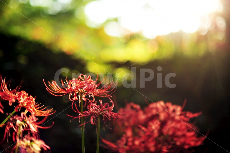 불갑사,상사화축제,꽃무릇,꽃,빛내림,자연,풍경사진,식물,자연,plants,nature,꽃,flower,휴식,힐링,rest,relaxation,healing,감성,sensible,feeling