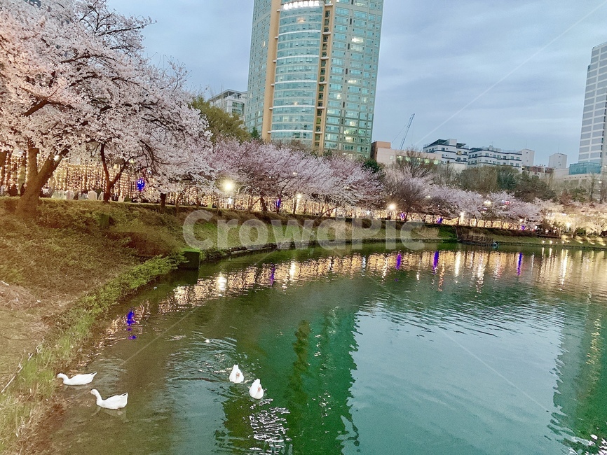 잠실,석촌호수,벚꽃,벚꽃축제,야경,한국도시풍경,night,landmark,한국명소,한국관광지,봄,경치,도시,풍경,city,landscape,한국도시풍경,한국도시경관,korea cityscape,plant,식물,flower,꽃,blossom,cherry blossom