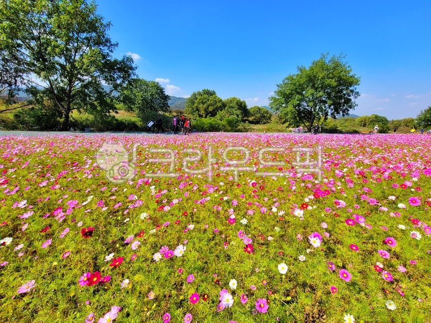 pink,walking path,autumn,Cosmos,flower road,park,walk,flower