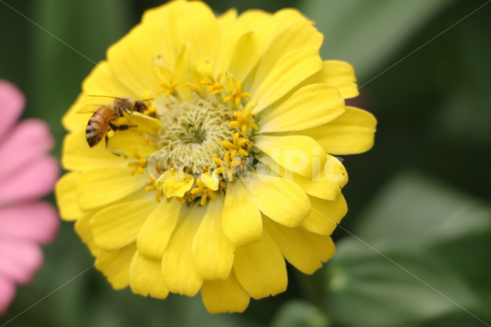 벌,flower,꽃,자연,bee,노란꽃,식물,자연,plants,nature,꽃,flower