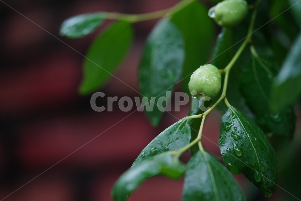 녹색,자연,생물,그린,green,leaf,잎,plant,식물,식물,자연,plants,nature