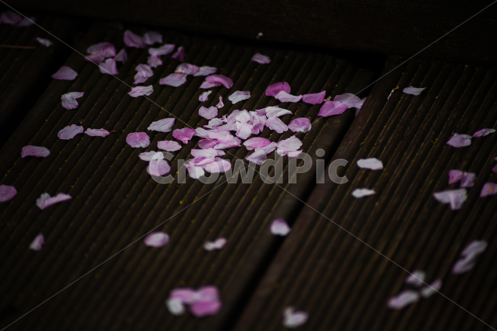 벚꽃,벚꽃잎,꽃잎,바닥,쓰레기,청소,봄,계절,spring,season,flower,꽃,blossom,petal,plant,식물