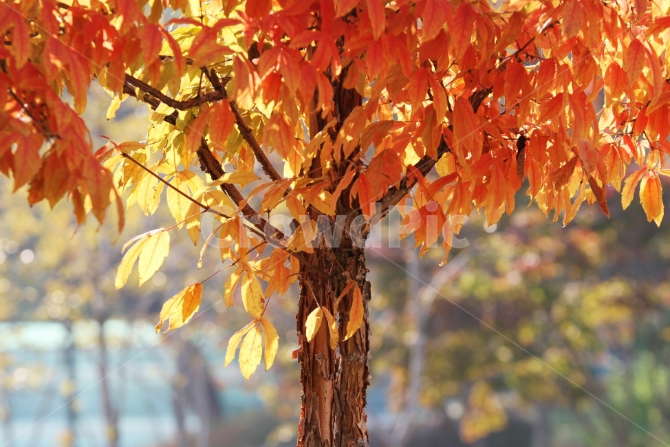 가을사진,단풍잎,감성사진,자연,식물,단풍,가을,계절,fall,autumn,season,식물,자연,plants,nature,나무,trees,wood,leaf,잎,plant,tree,maple