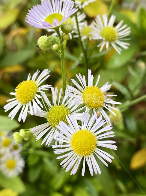 plant,식물,flower,꽃,개망초,들꽃,야생화,게란꽃,식물,자연,plants,nature,꽃,flower