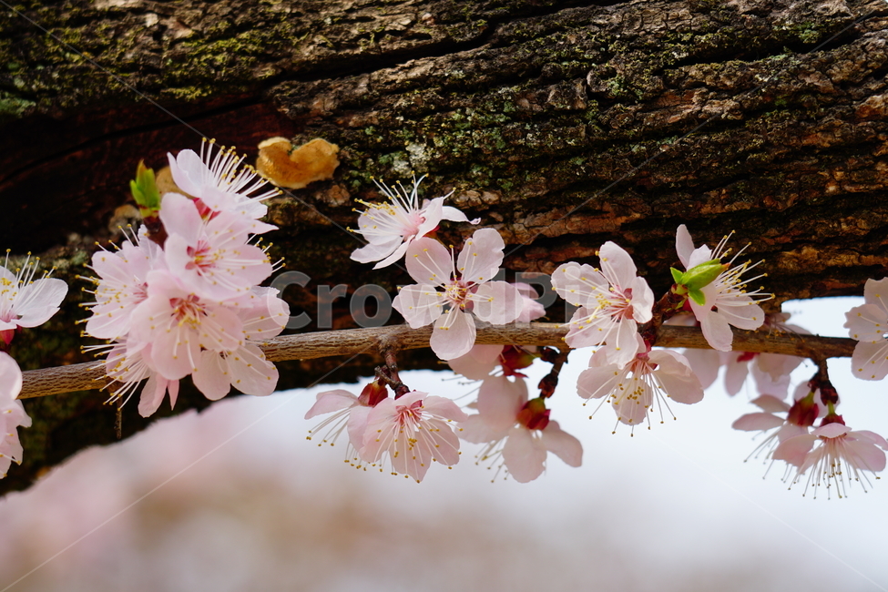 살구나무꽃,봄꽃,한국자연,꽃,꽃사진,플라워,flower,봄,spring,식물,plants,자연,nature,풍경,landscape,계절,season,snap,스냅,접사,macro,closeup,클로즈업,감성사진,감성,힐링,healing,느낌,feel,feeling,꽃밭,화단,나무,나뭇가지,tree,꽃봉오리,4월,April,살구나무,봄,계절,spring,season,식물,자연,plants,nature,꽃,flower,plant,blossom