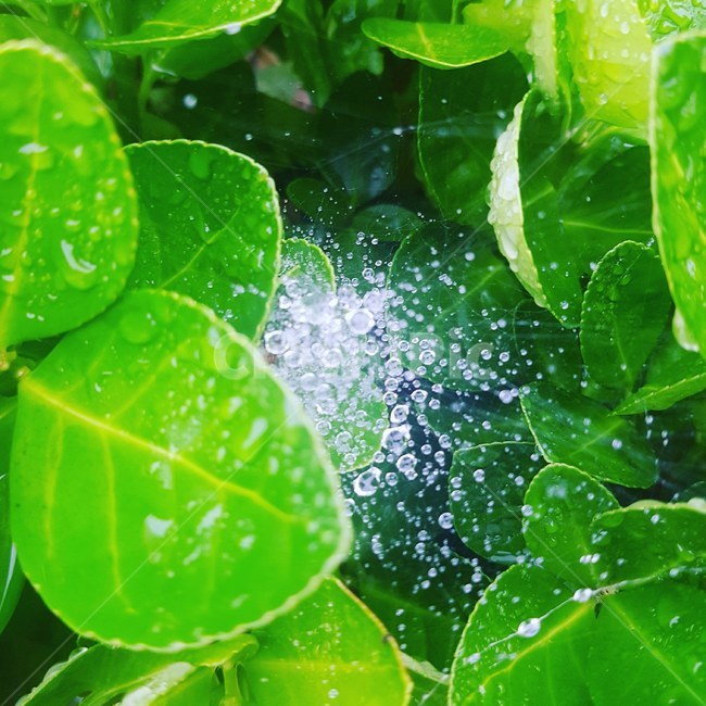 나무,초록,자연,이슬,물방울,nature,green,drop,식물,자연,plants,nature