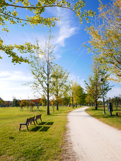 은행나무,가을,가을하늘,autumn,길,path,fall,벤치,하늘,sky,bluesky,강천섬,은행나무길,자연,풍경,nature,landscape,bench,outdoors,옥외