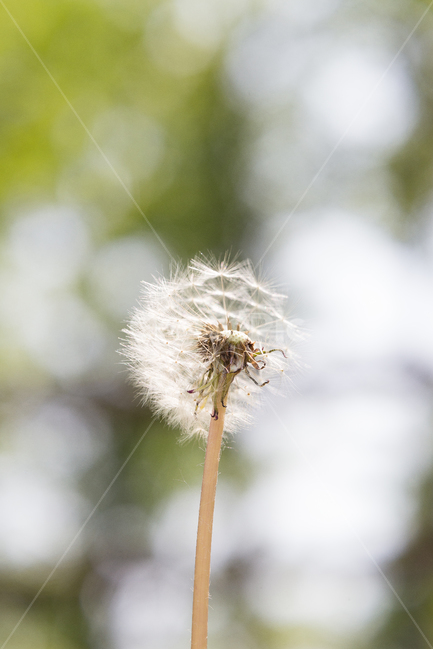 민들레,민들레씨,자연,귀여운,봄,봄,계절,spring,season,식물,자연,plants,nature,꽃,flower,감성,sensible,feeling,휴식,힐링,rest,relaxation,healing,plant,blossom
