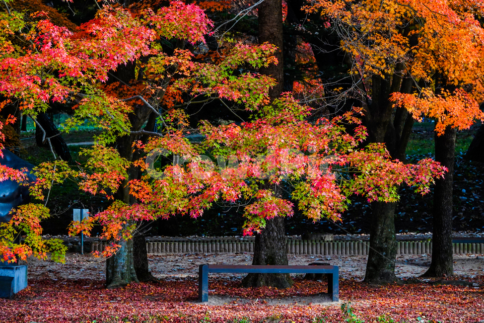 단풍,나무,가을,속리산,법주사,산책,의자,아름다운,가을,계절,fall,autumn,season,자연,풍경,nature,landscape