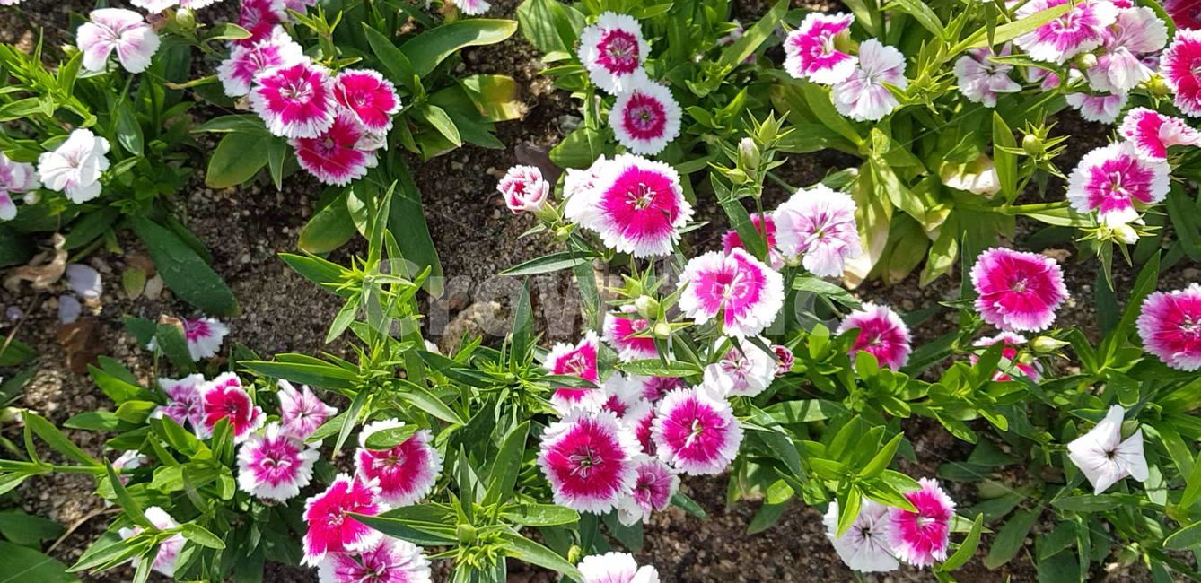 봄,blossom,flower,식물,plant,꽃,nature,자연,제라늄,geranium
