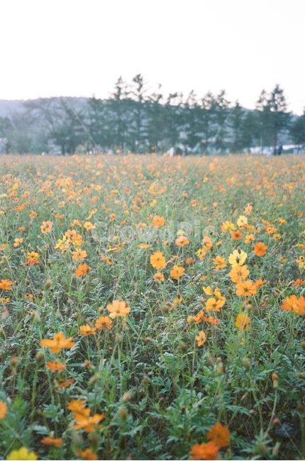 가을,코스모스,공원,하늘,산책,꽃,농원,농장,억새,갈대,그림자,나무,풍경,동네,stroll,sky,fall,autumn,green,blue,필름,아날로그풍경,analog