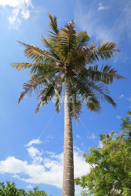 야자수,파란하늘,트로피컬,palmtree,화창,맑음,나무,자연,bigtree,동남아,트로피칼