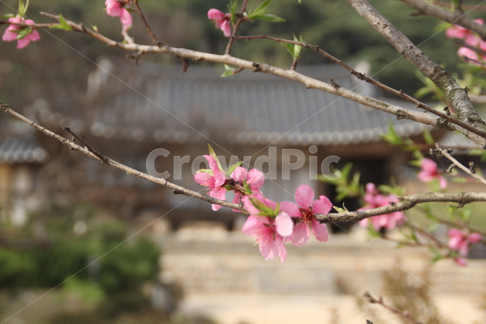 명재고택,고택,봄,목조건물,꽃,배경,논산,myeongjae,oldhouse,spring,woodenbuilding,flower,nonsan,background