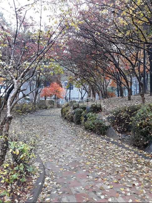 가을,산책로,오솔길,나무,단풍