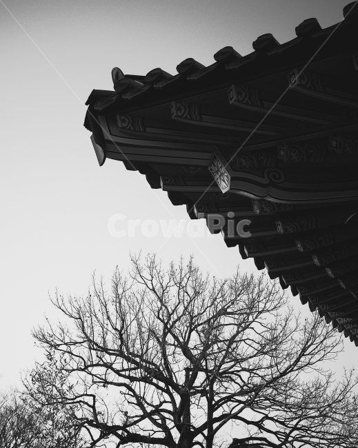 겨울,한옥,나무,흑백,사찰,winter,tree,sky,temple,scenery,겨울,계절,winter,season,한국전통,한국문화,korean traditional,korean culture,식물,자연,plants,nature,나무,trees,wood,흑백,모노톤,monochrome,black and white,건축물,건물외관,exterior,building,structure,architecture,construction