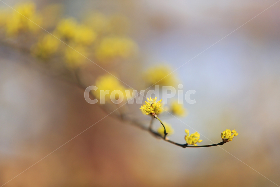 봄,노랑,산수유,꽃,spring,yellow,flower,식물,자연,plants,nature,꽃,flower