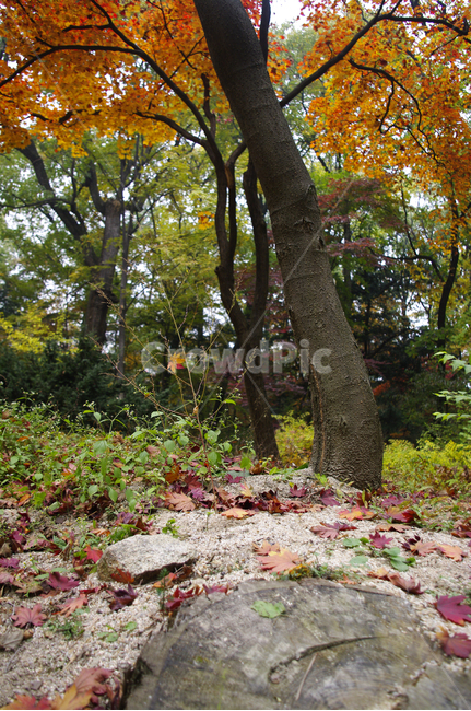 가을,fall,나무,식물,plant,단풍,잎,낙엽,자연,nature,숲,가을,계절,fall,autumn,season,자연,풍경,nature,landscape,tree,tree trunk,나무 줄기