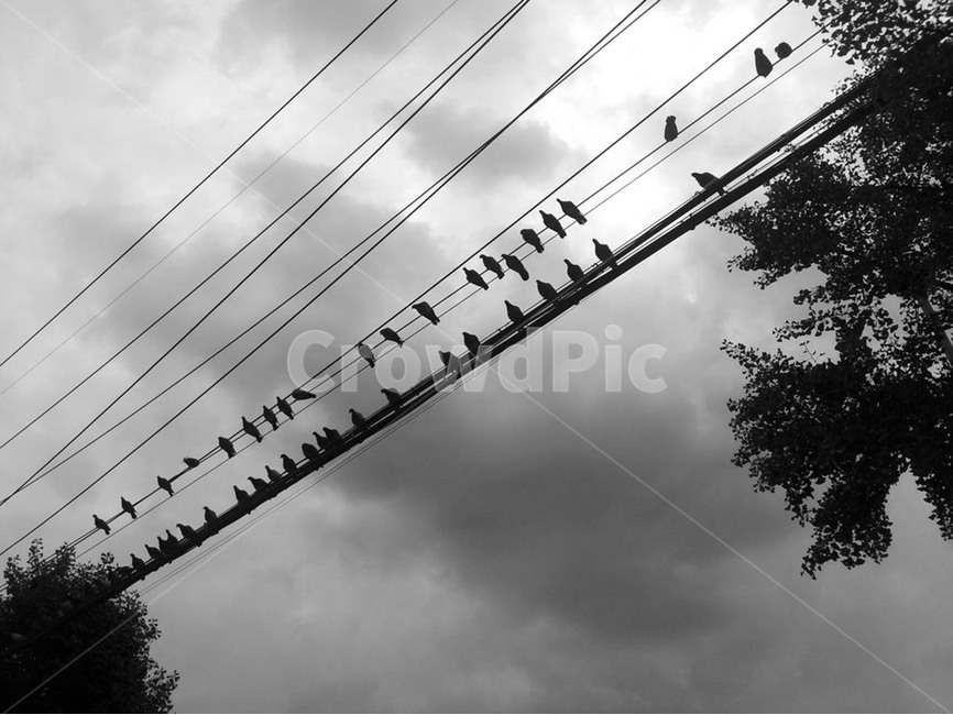 비둘기,전기줄,전선,흐림,흑백,동물,animal,조류,새,birds,흑백,모노톤,monochrome,black and white