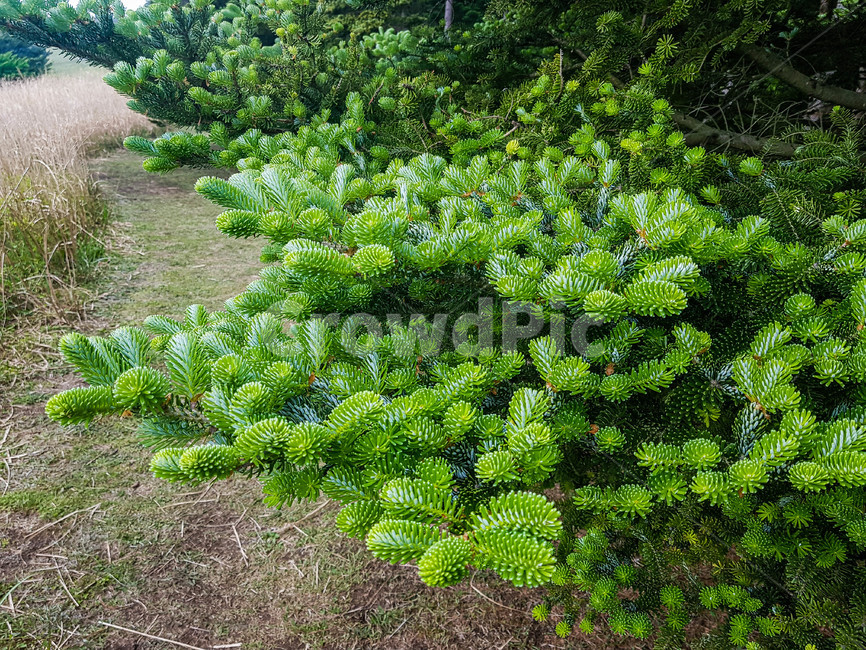 식물,자연,초록,초목,plant,vegetation,nature