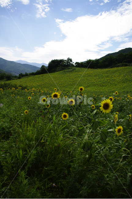꽃밭,풍경,해바라기,꽃,flower,식물,plant,자연,풍경,nature,landscape,field,들,outdoors,옥외,grassland,목초지