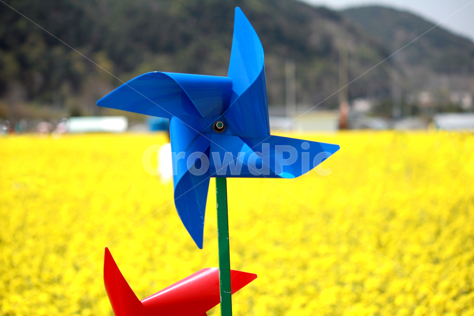 바람개비,풍력기,종이,paper,origami,종이접기,art,미술,파랑색,유채꽃,유채밭,노랑색,들판,봄,바람,유채,꽃,사물,장난감