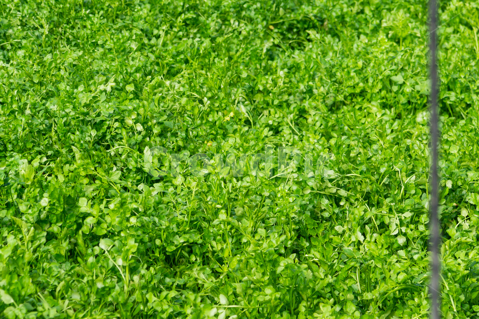 미나리,풀,초록,싱그러운,새싹,채소,자연,건강,식물,자연,plants,nature