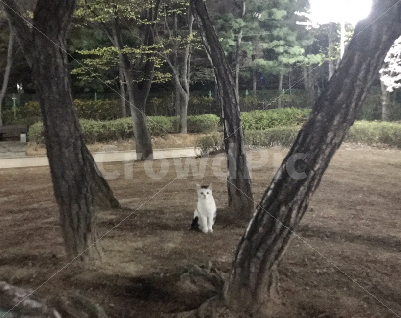 공원,고양이,밤,잔디,나무,동물,animal,포유류,mammal,고양이,cat,kitten,kitty