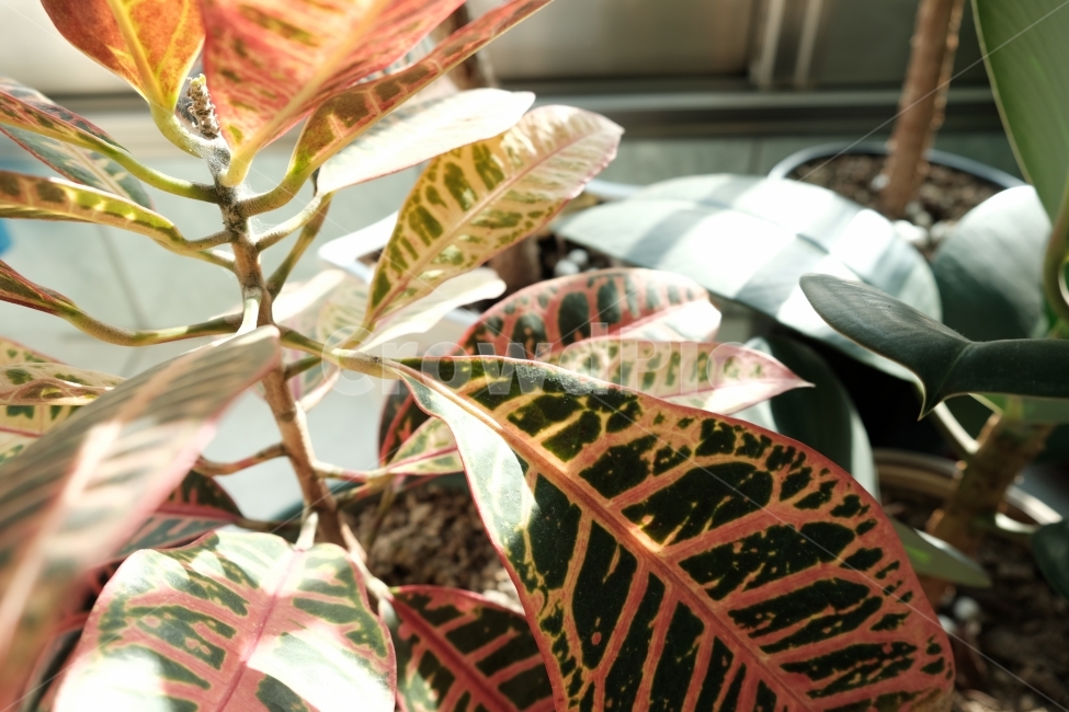 식물,열대,화분,화단,감성,햇빛,식물,자연,plants,nature,실내용화초,화분,화초,house plant