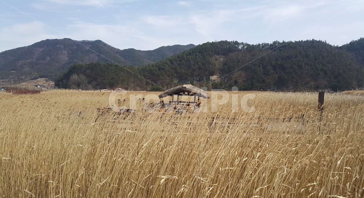 순천,갈대밭,초봄,오두막,풍경,가을,계절,fall,autumn,season,자연,풍경,nature,landscape,outdoors,옥외,plant,식물