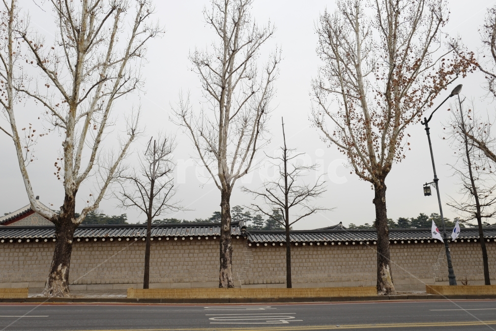 담벼락,가로수,길,겨울,도로,겨울,계절,winter,season,한국전통,한국문화,korean traditional,korean culture,식물,자연,plants,nature,나무,trees,wood