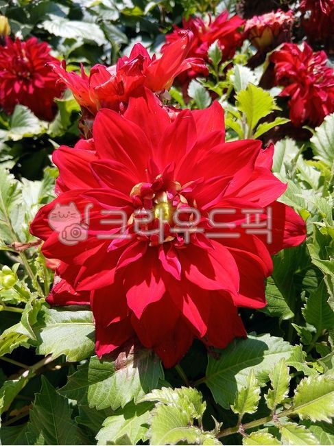 다알리아,꽃,붉은꽃,국화과,식물,dahlia,plant,flower,red,redflower