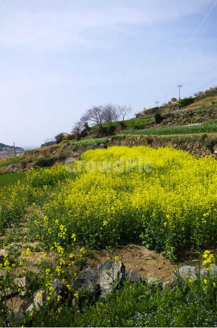 유채꽃,꽃밭,꽃,flower,계절,봄,spring,하늘,풍경,봄,계절,spring,season,자연,풍경,nature,landscape,grassland,목초지,field,들,outdoors,옥외,rural,농촌,farm,농장