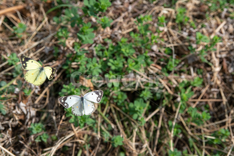 나비,노랑나비,흰나비,정지,이동,짝,짝궁,친구,봄,여름,곤충,벌레,insect,bug