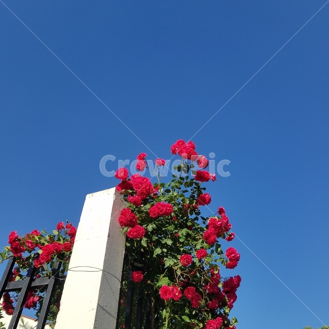 장미,rose,하늘장미,여름,강렬한,summer,flowers,아름다운,배경,예쁜,자연,plants,nature,flower