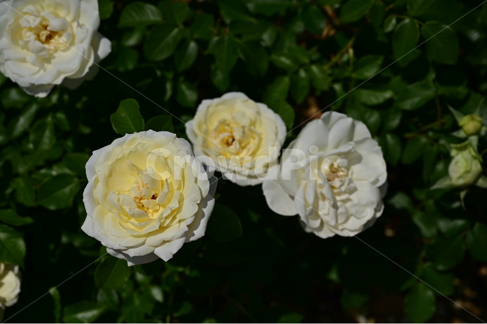 장미,rose,꽃,flower,식물,장미광장