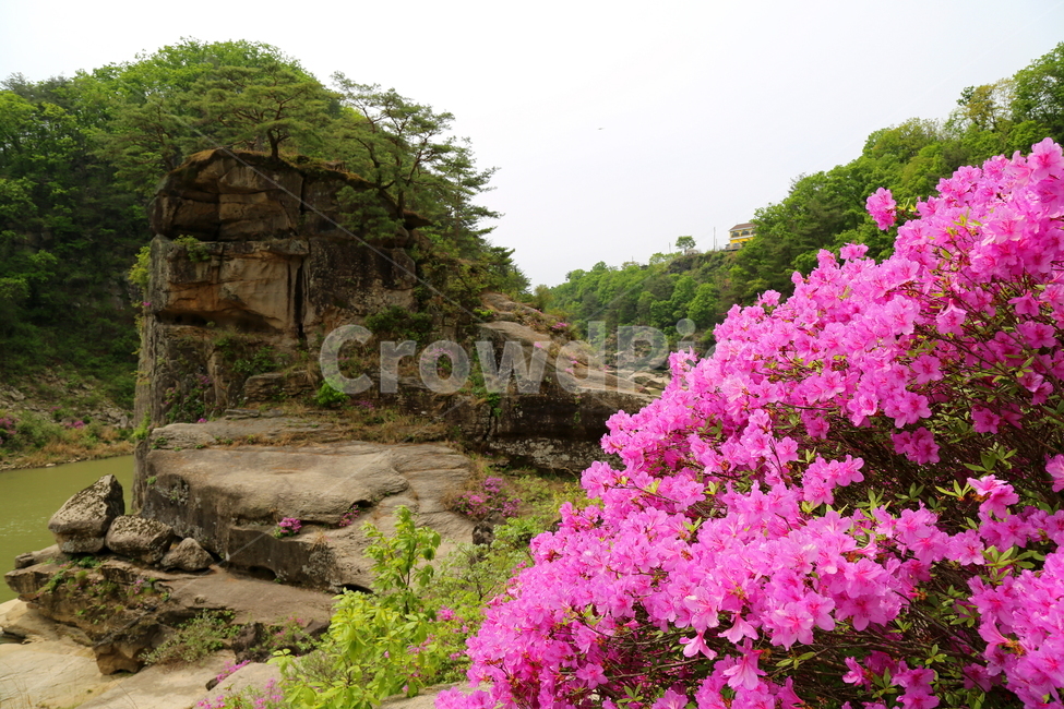 식물,꽃,고석정,풍경,자연,한탄강,자연,풍경,nature,landscape,한국자연풍경,한국자연경관,korea nature landscape,식물,plants,꽃,flower,outdoors,옥외