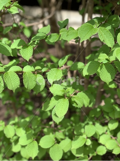 식물,planter,잎,herbs,leaf,민트,mint,허브