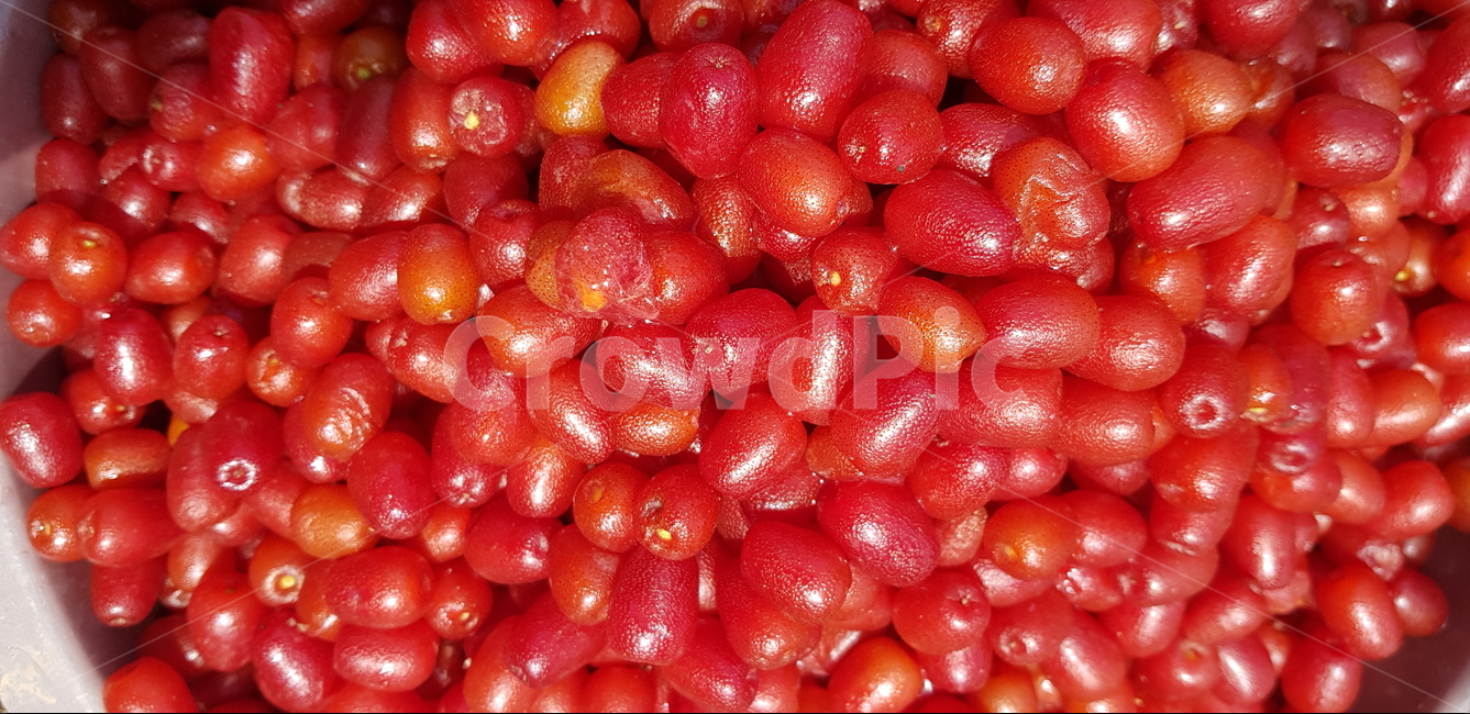 보리수,보리수열매,잘익은보리수,보리수수확,보리수체험,과일,열매,fruit