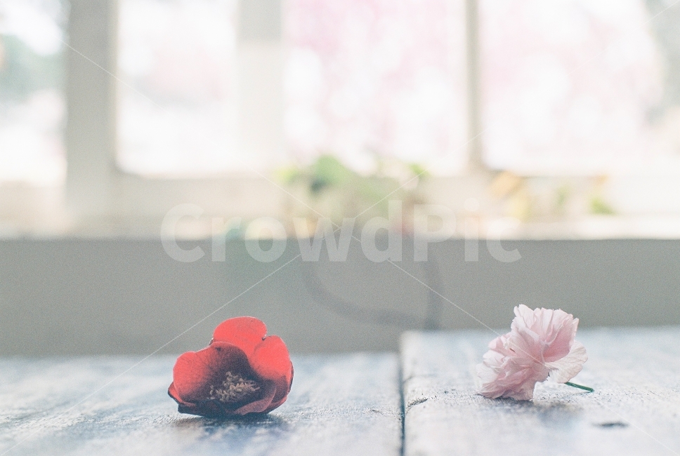 아미미술관,필름사진,아날로그,감성사진,꽃,봄,미놀타x300,식물,자연,plants,nature,꽃,flower,감성,sensible,feeling