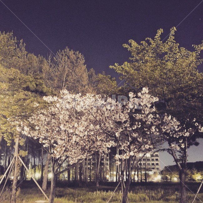 봄,벚꽃,나무,벚꽃나무,꽃