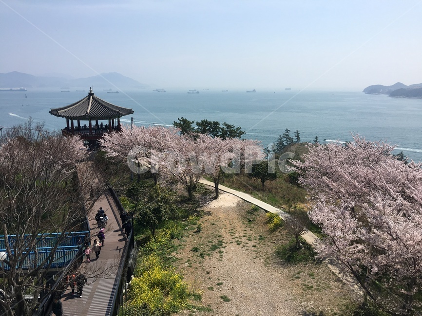 여수전망대,벚꽃,여수바다,고건축,벛꽃길,plant,식물,꽃나무