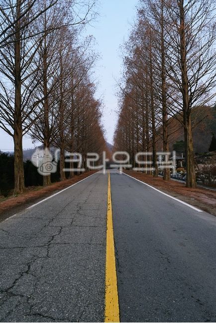 모래재,메타세콰이어,산책로,도로,나무,드라이브코스