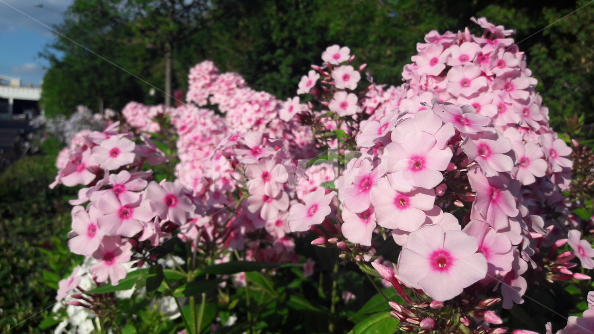 분홍꽃,blossom,plant,식물,flower,꽃,식물,자연,plants,nature,꽃,flower
