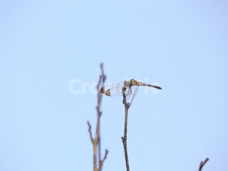 insect,곤충,invertebrate,무척추동물,dragonfly,잠자리,animal,동물,anisoptera,아니소프테라,동물,animal,곤충,벌레,insect,bug