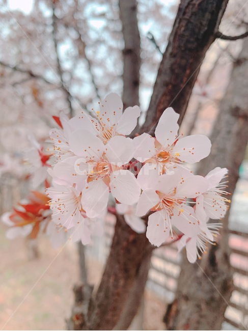 식물,벚꽃,봄,꽃,분홍색,자연물,계절